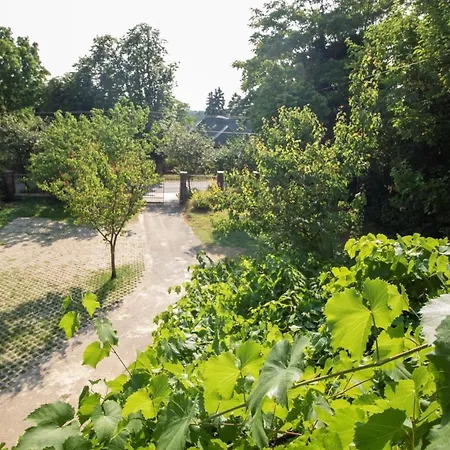 King Kong Kapitany Vendeghaz *