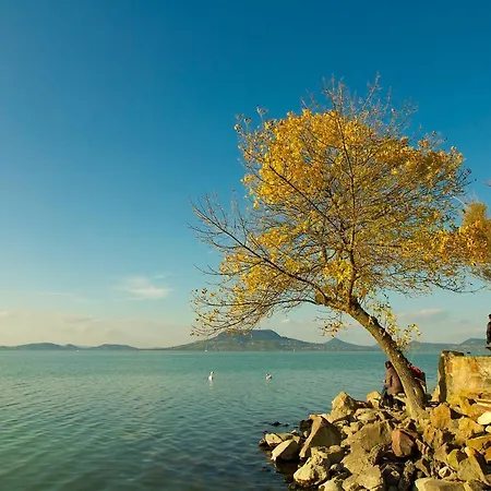 King Kong Kapitany Vendeghaz *